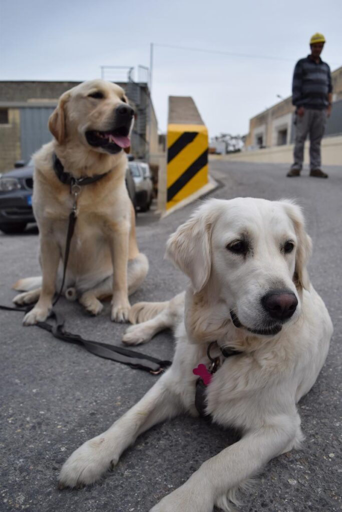 Service Dogs Quincy And Friend
