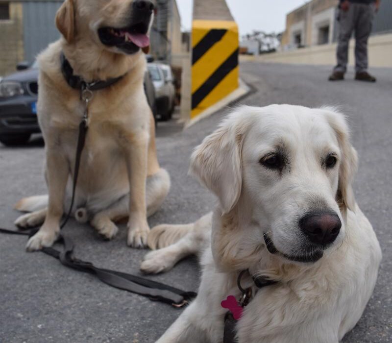 Service-dogs-Quincy-and-friend
