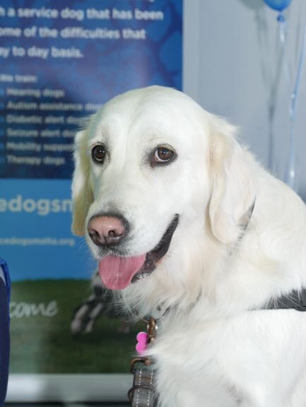 Quincy service dog