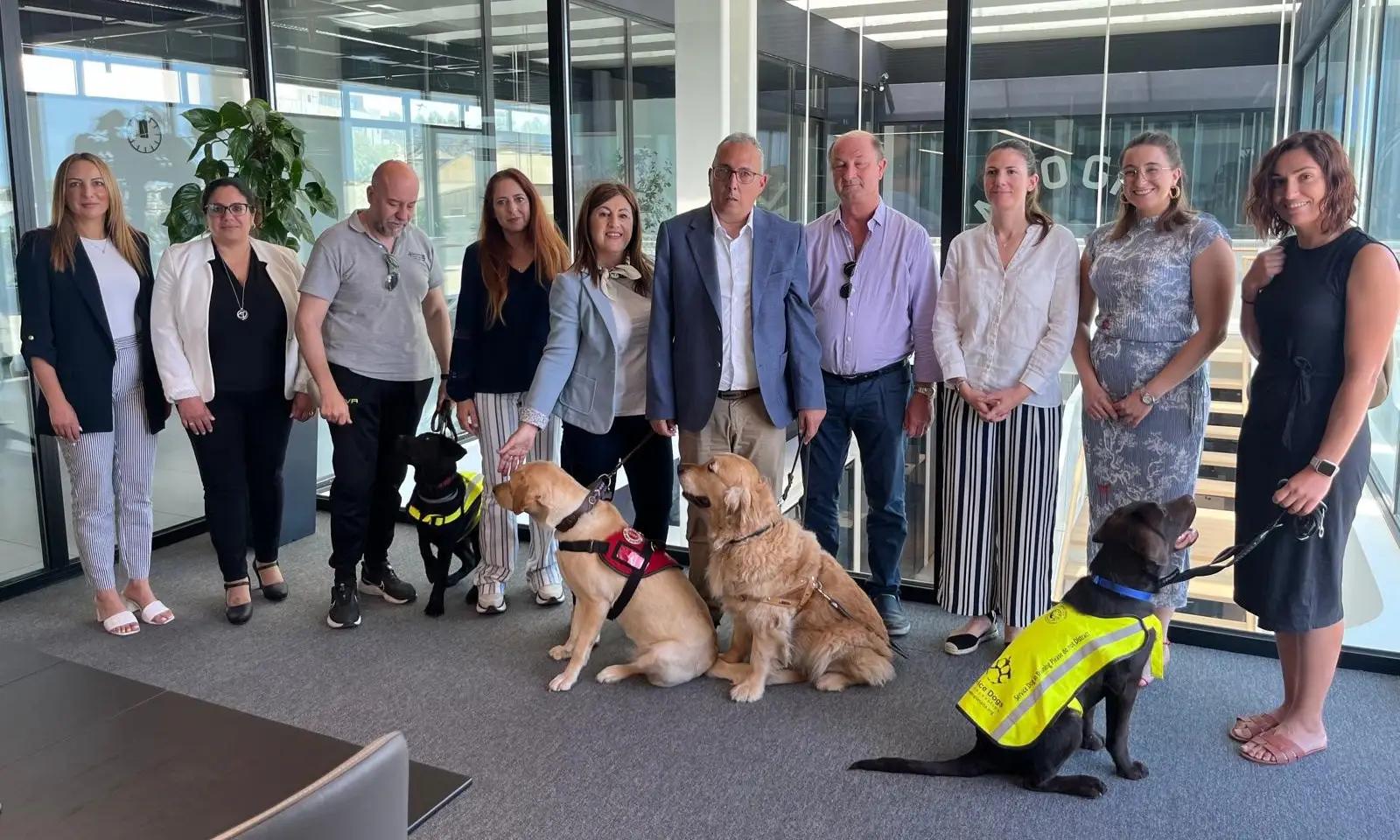 service-dogs